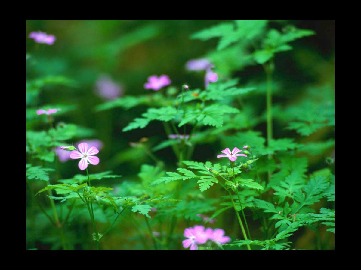 Ut enim benefici liberalesque sumus