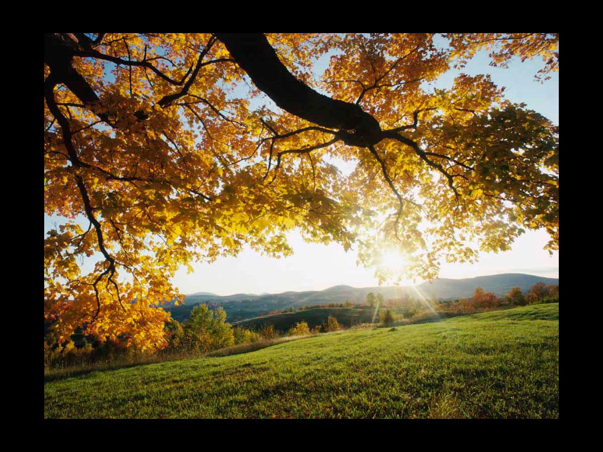 Inter haec Orfitus praefecti potestate regebat urbem aeternam 